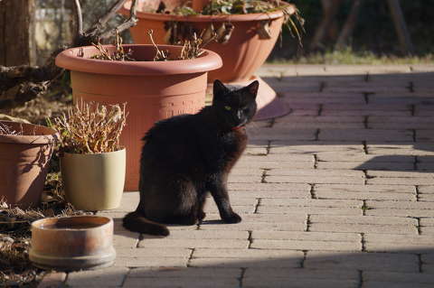 Black Cat