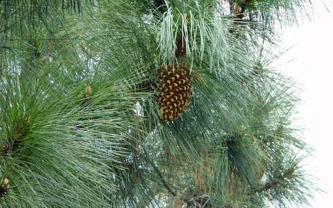 Óriástobozú fenyő a Folly arborétumban.Kifejlett tobozok elérhetik az 5 kg-os érett, 3,6 kg-os száraz tömeget.