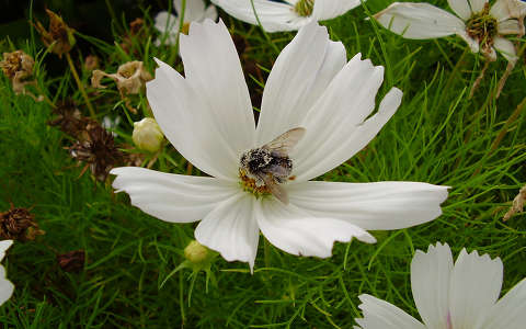 méh pillangóvirág rovar