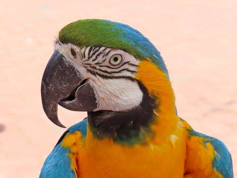 címlapfotó madár papagáj