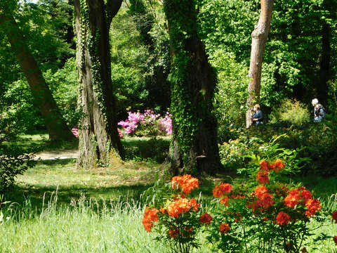 Szombathely, Kámoni arborétum, rododendron