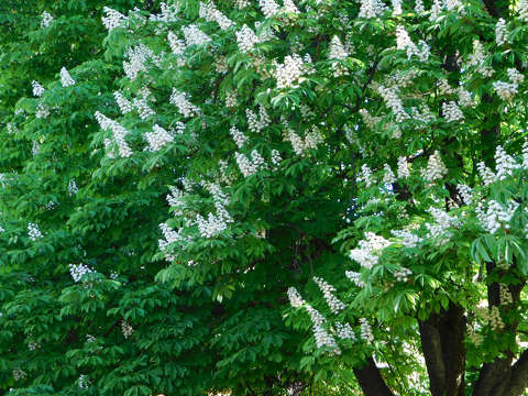 Virágzó vadgesztenye fa