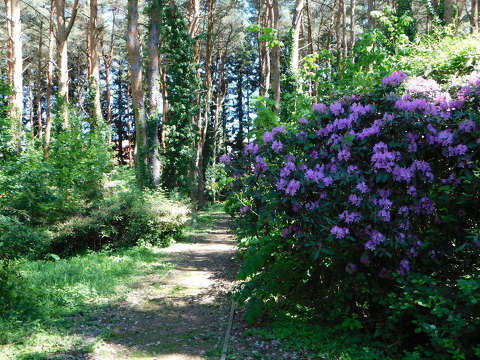 Szombathely, Kámoni arborétum, rododendron