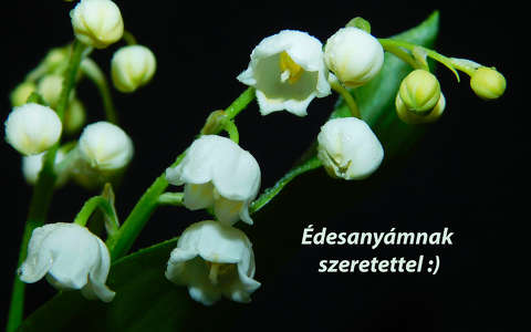 Szeretetteljes Anyák napját kívánok :)