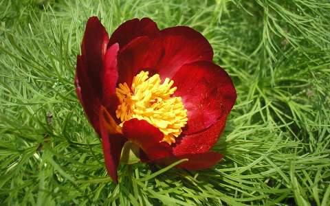 Keleti bazsarózsa(Paeonia tenuifolia)