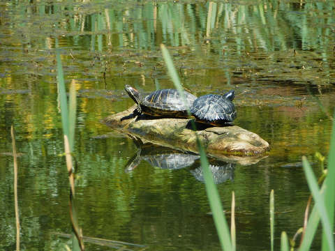 Szombathely, Kámoni arborétum