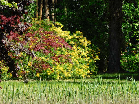Szombathely, Kámoni arborétum