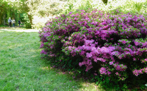 Szombathely, Kámoni arborétum