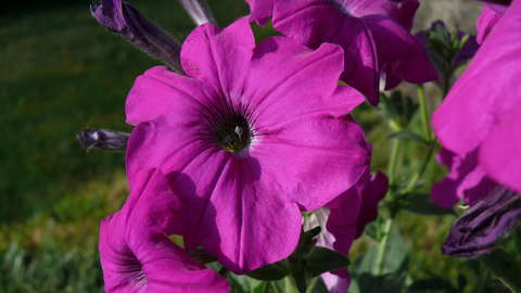 Petúnia