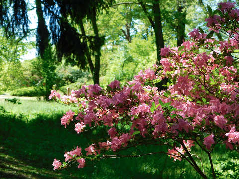 Szombathely, Kámoni arborétum