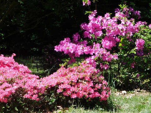 Szombathely, Kámoni arborétum