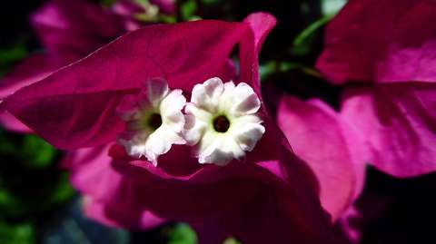 Murvafürt(Bougainvillea)