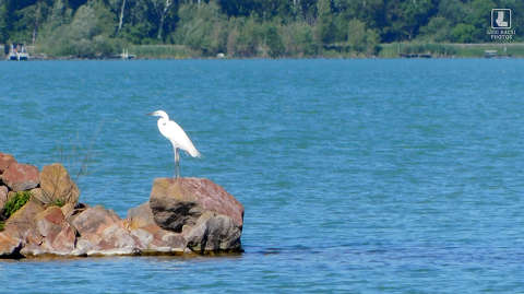 balaton, kócsag, magyarország, tó, vizimadár