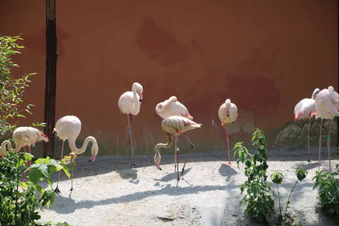 Flamingók