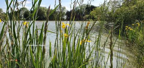 Etang