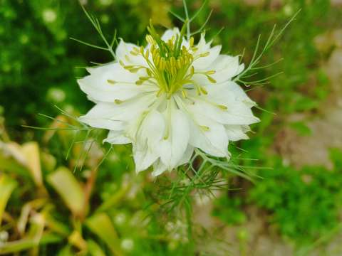 Borzas kata, Nigella damascena