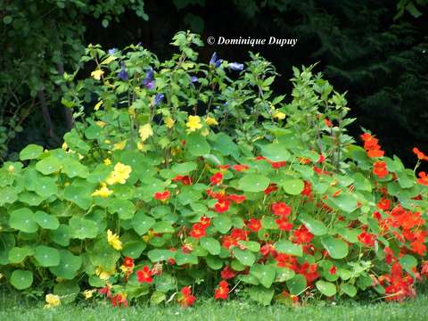 Les Capucines du jardin