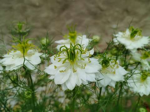 Borzas kata, török kandilla, Nigella damascena