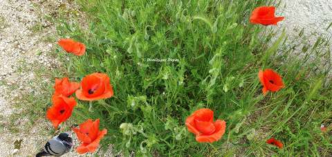 Coquelicots