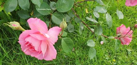 Rosier