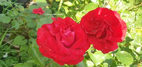 Roses rouges
