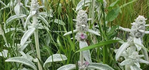 Stachys byzantina du jardin