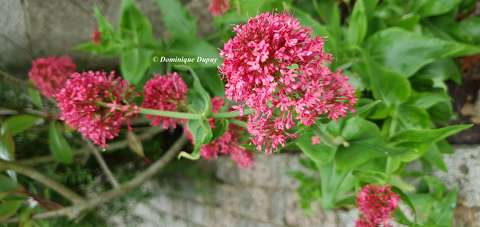 Fleurs