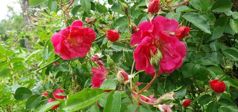 Roses