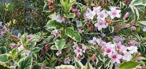 Fleurs de Printemps