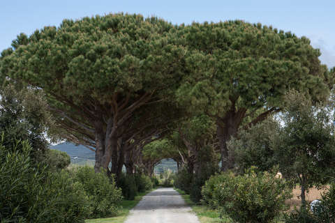 Pinus pinea, mandulafenyő, Olaszország