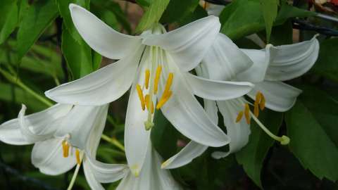 Liliom