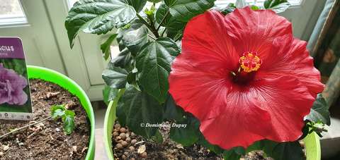 Hibiscus