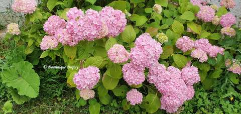 Hortensias