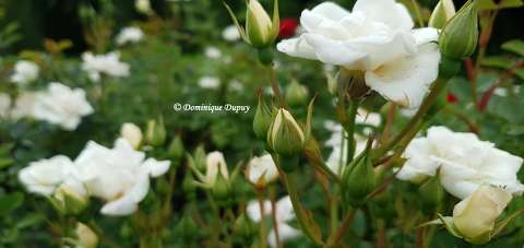 Roses blanches