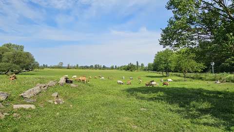 Kecske farm