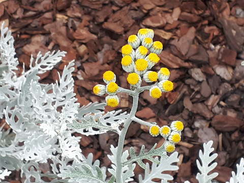 Hamvaska (Cineraria (Jacobaea) maritima)