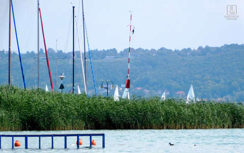 balaton, nádas, víz, árbóc
