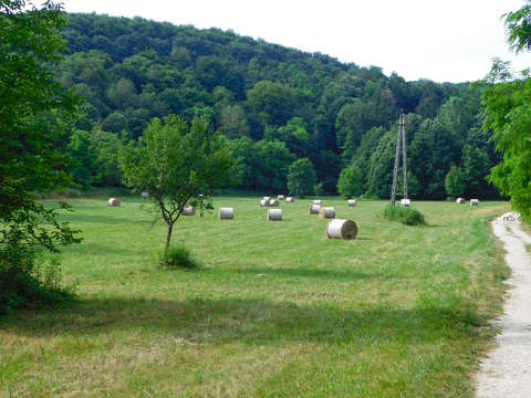 erdő- mező
