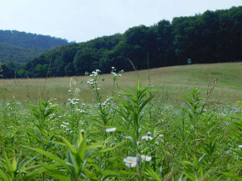 erdő- mező