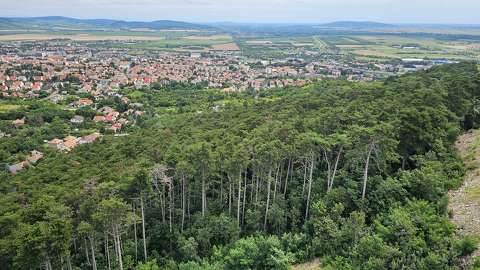 erdő magyarország