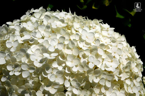 hortenzia