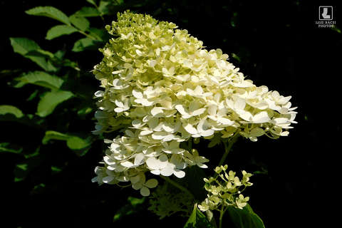 hortenzia
