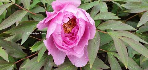 Pivoine