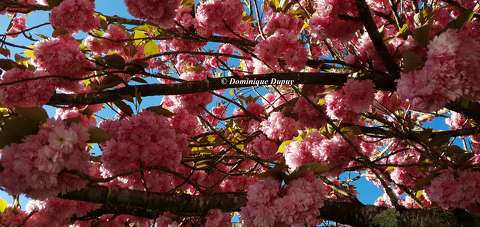 Prunus Serrulata Kanzan