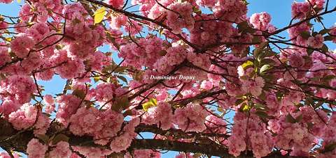 Prunus Serrulata Kanzan