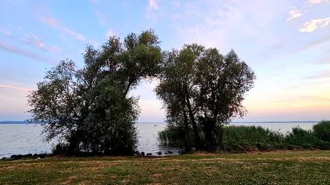 címlapfotó fa folyó