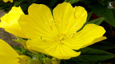 ligetszépe