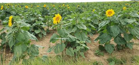 Tournesols
