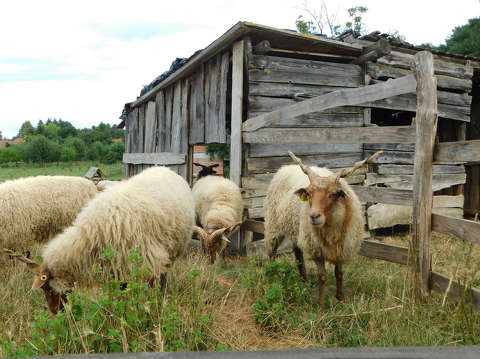Vasi Skanzen, Szombathely, Magyar racka juh