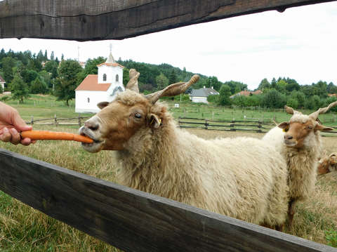 Vasi Skanzen, Szombathely, Magyar racka juh